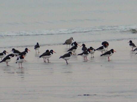 Heb-ik-weer.........opletten op die scho(o)leksters voor het eerst aan het strand