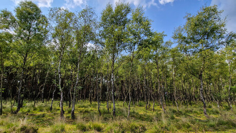 Rozendaalse Bos