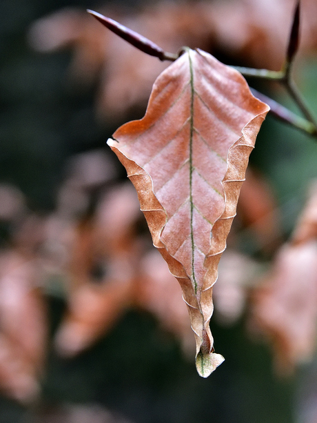 hij wil nog niet los laten