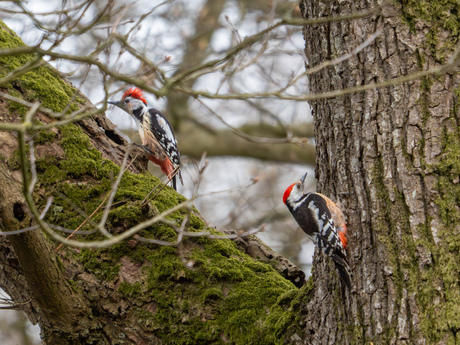 Middelste bonte specht