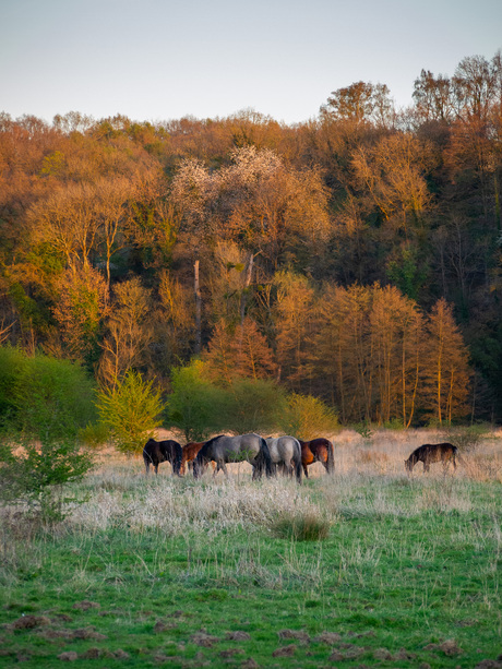 Wilde paarden, 'vintage' camera