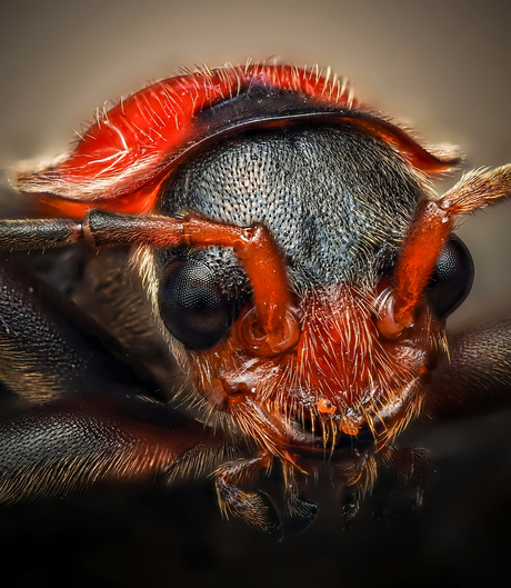 Cantharis