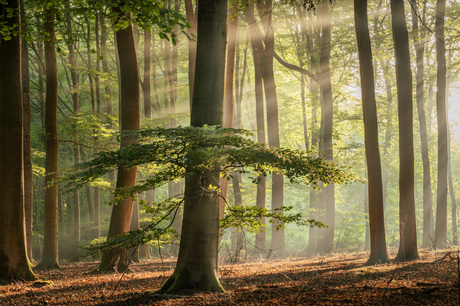 Sunrays!