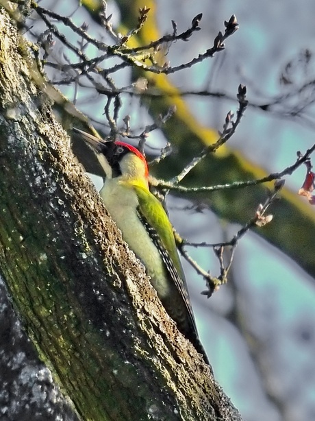 Groene Specht