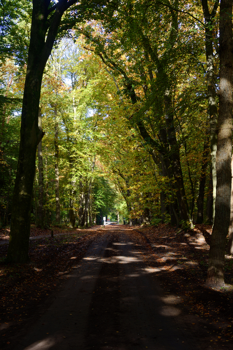 Een herfstachtige laan door het bos