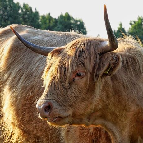 Schotse Hooglander 