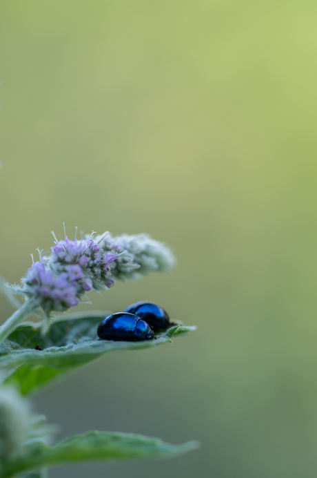 Blauwe Muntgoudhaantjes