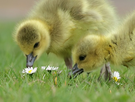 Samen tussen de madeliefjes 