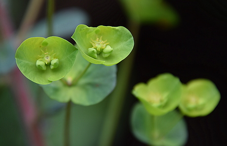 Heksen melk (Euphorbia esula)