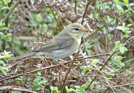 Fitis (Phylloscopus trochilus)