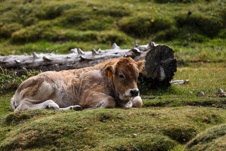 Koe in de Pyreneeën 