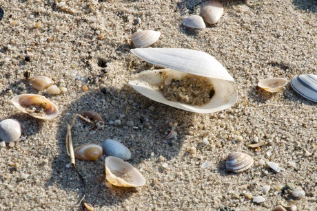 Zand en schelpen