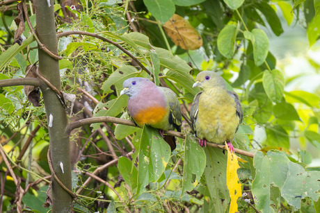 Mr & Mrs Maleise Papegaaiduif