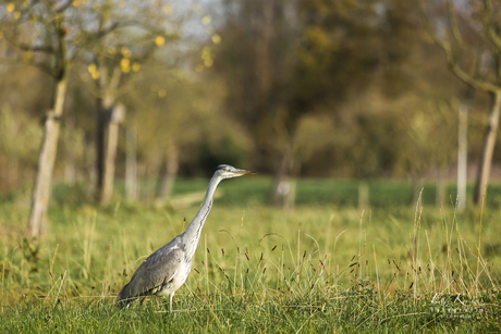 Blauwe reiger zonder vrees. 