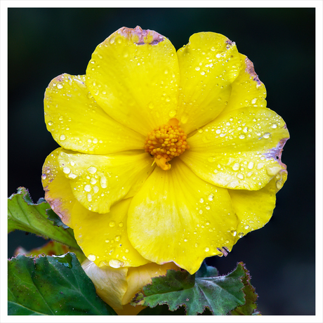 Knolbegonia eind november 2025