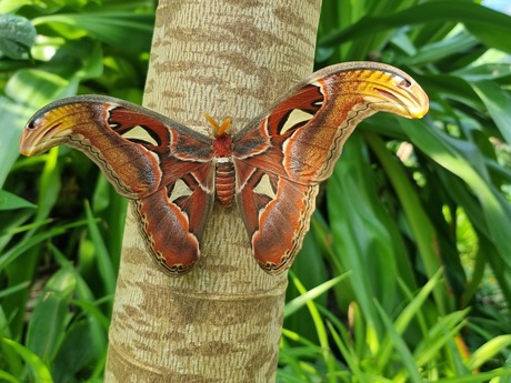Atlas vlinder 
