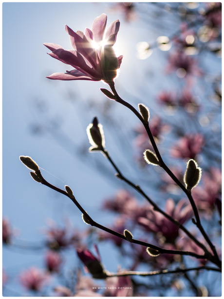 Magnolia omarmd door de zon