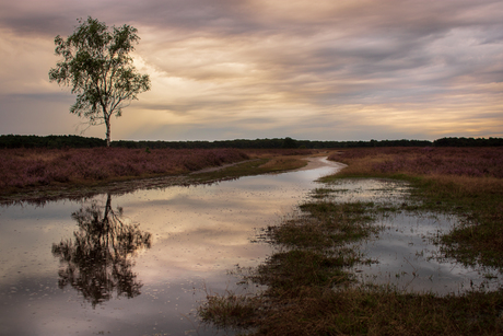 Natuur na de storm