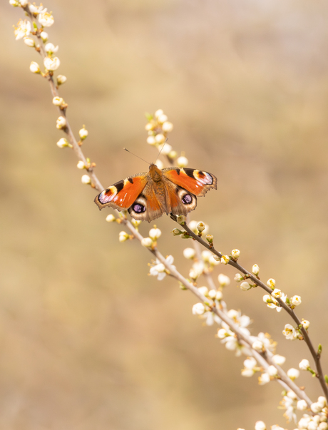 Een nieuwe start....
