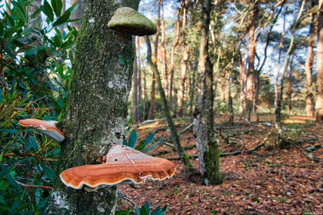 Opstapje naar de herfst