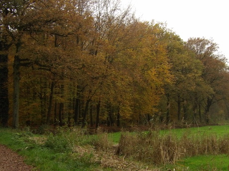 Bossen Goorloop uitprobeersel