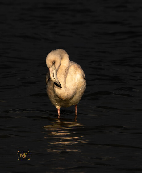 Flamingo in Zeewolde