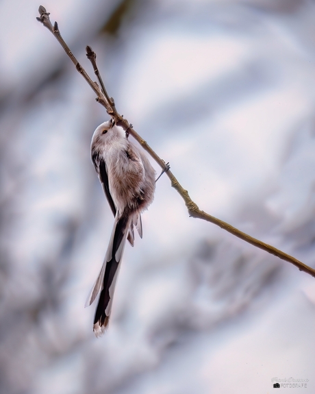 Staartmees (Aegithalos caudatus).