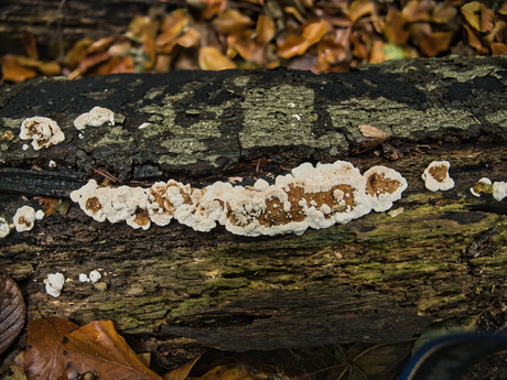 Toeftige labyrinthzzwam