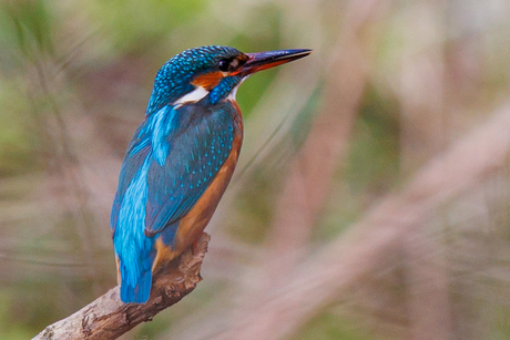 ijsvogel