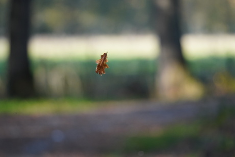Vallend herfstblaadje 4