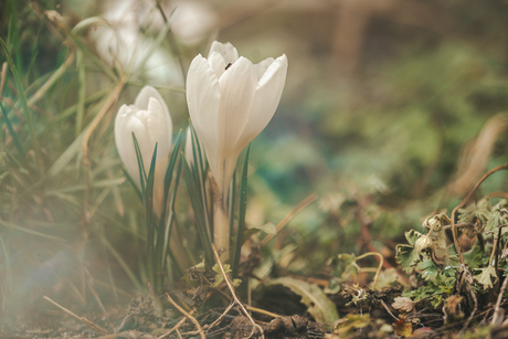 Voorjaar met de Lensbaby OMNI flare