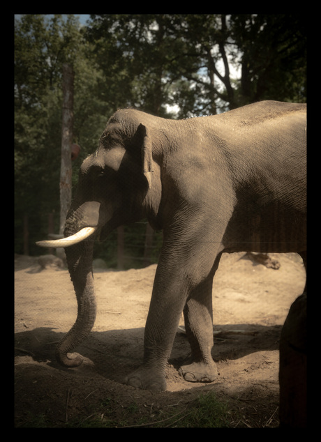 Olifant