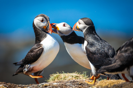 Puffins (Papegaaienduikers)