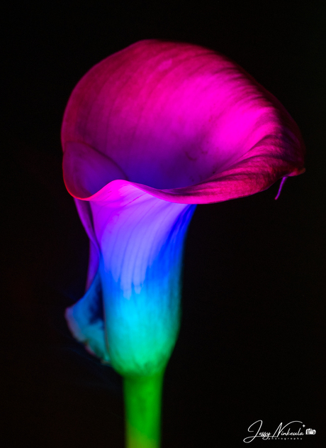 Light-Painting Bloemen 