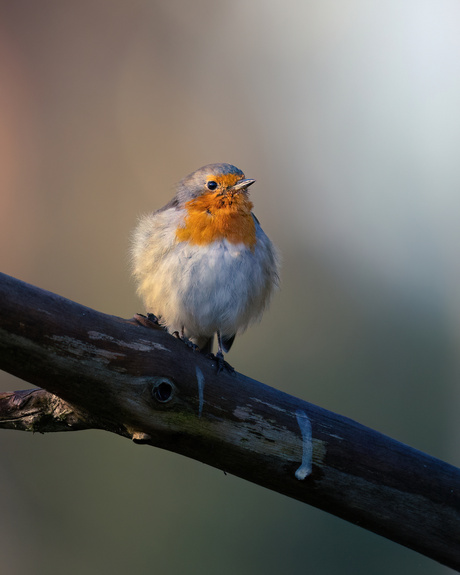 Herstige roodborst