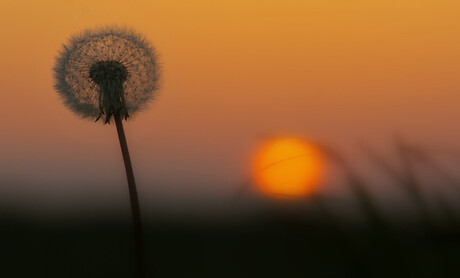 Ondergaande Zon.