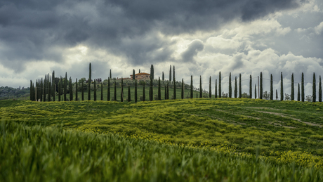 Cipressen in Toscane