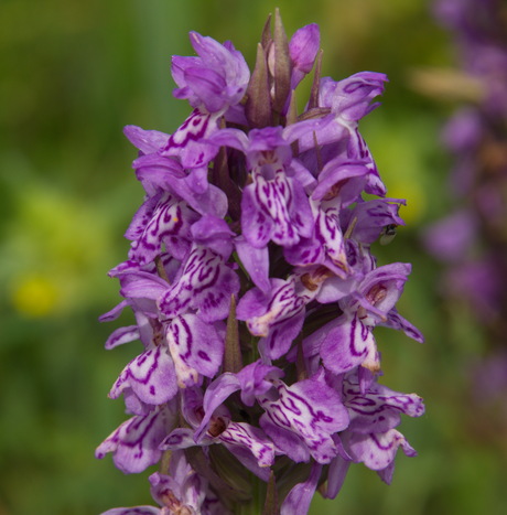 Wilde orchis