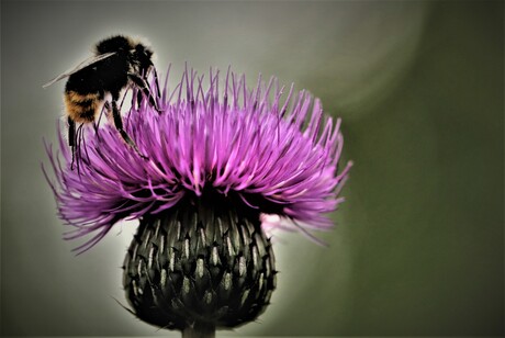 Bij op distel