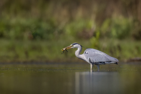 Blauwe reiger 