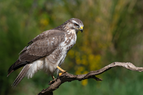 Buizerd