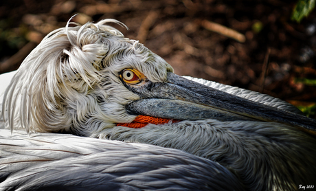 Bad Hair Day