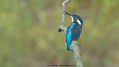 IJsvogel houdt de lucht in de gaten