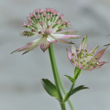 Astrantia roma