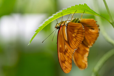 Vlinders in vlindertuin Hortus Botanicus Amsterdam