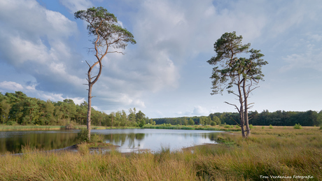 Verborgen pareltjes