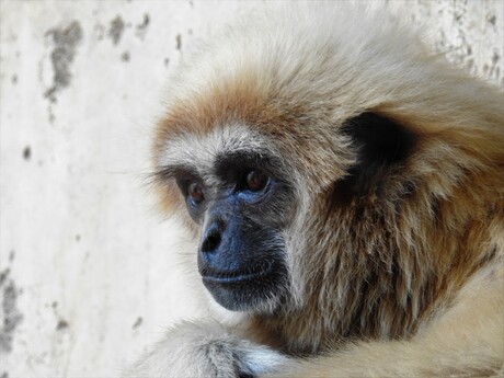 Gibbon