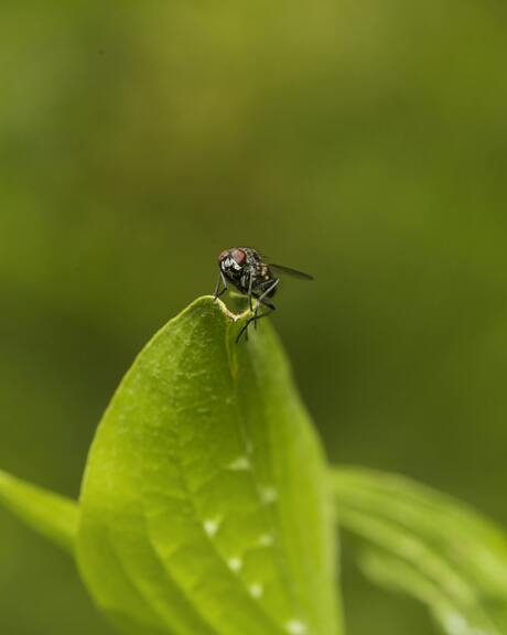 Insect op de punt van een blad