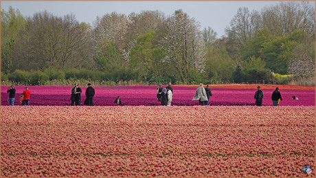 Tulpentoerisme …
