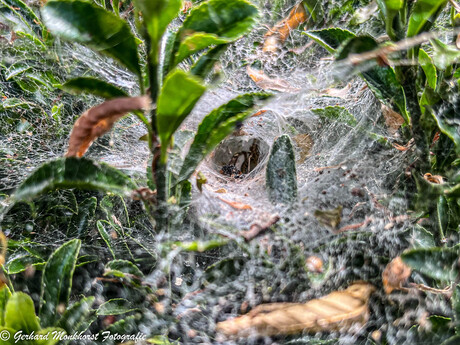 Trechterweb